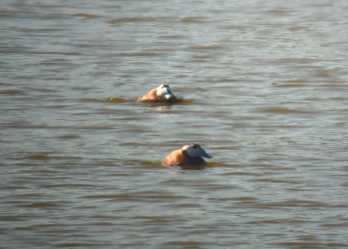 White-headed Duck - Miguel Vallespir Castello