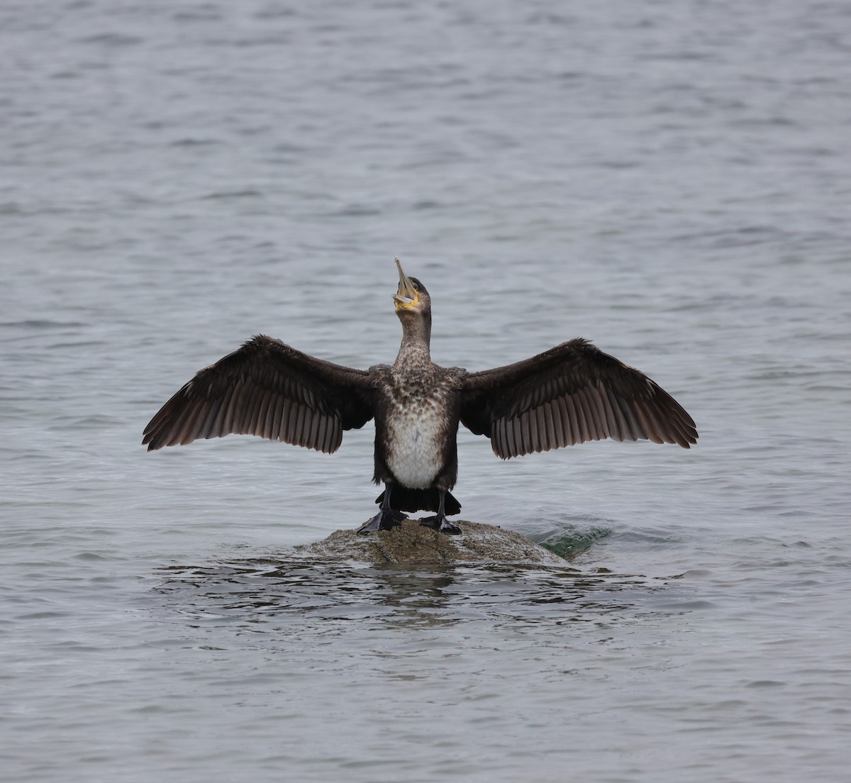 Cormorán Grande - ML565911171