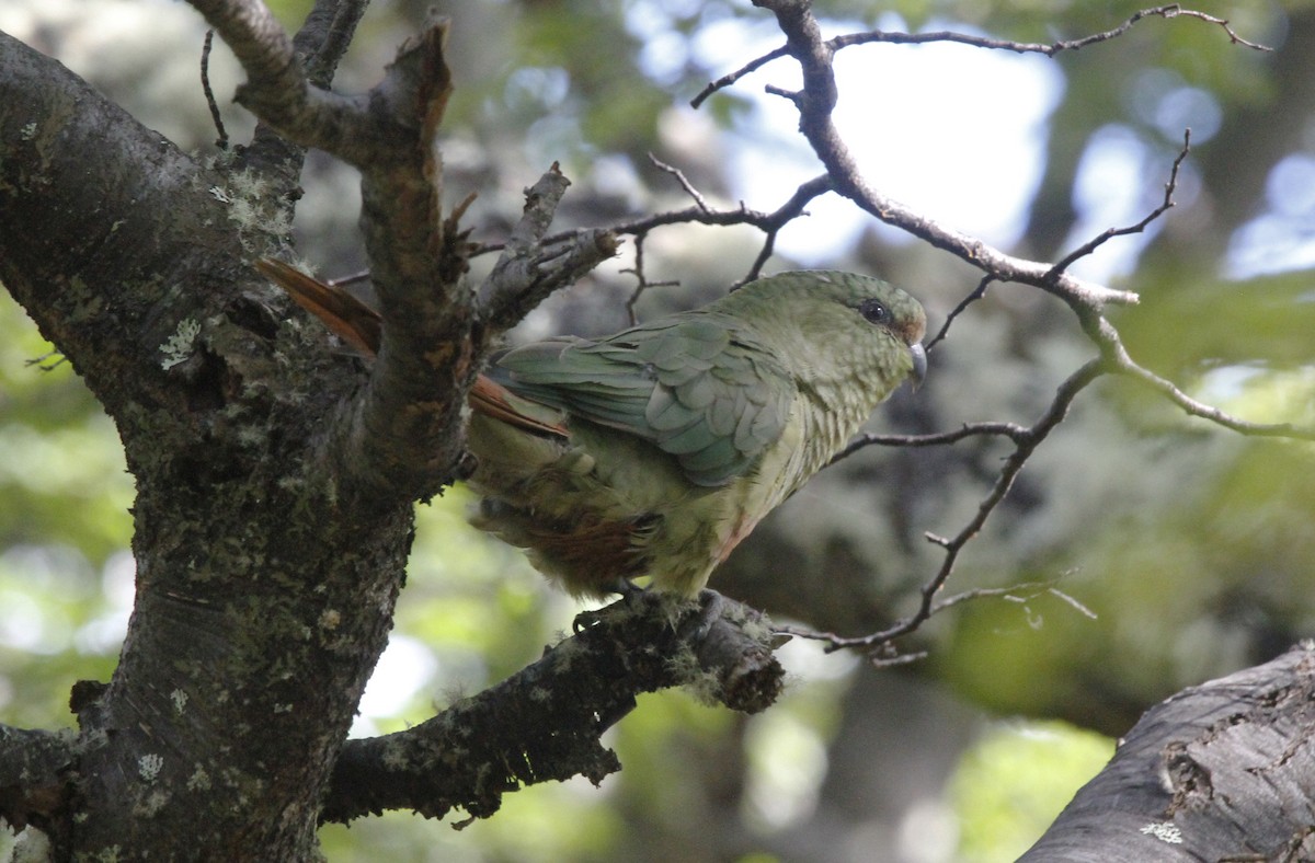 Austral Parakeet - ML565911241