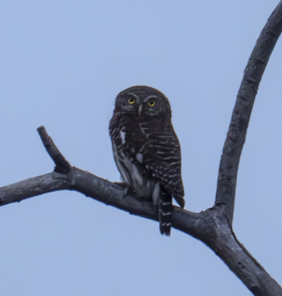 Asian Barred Owlet - ML565911381