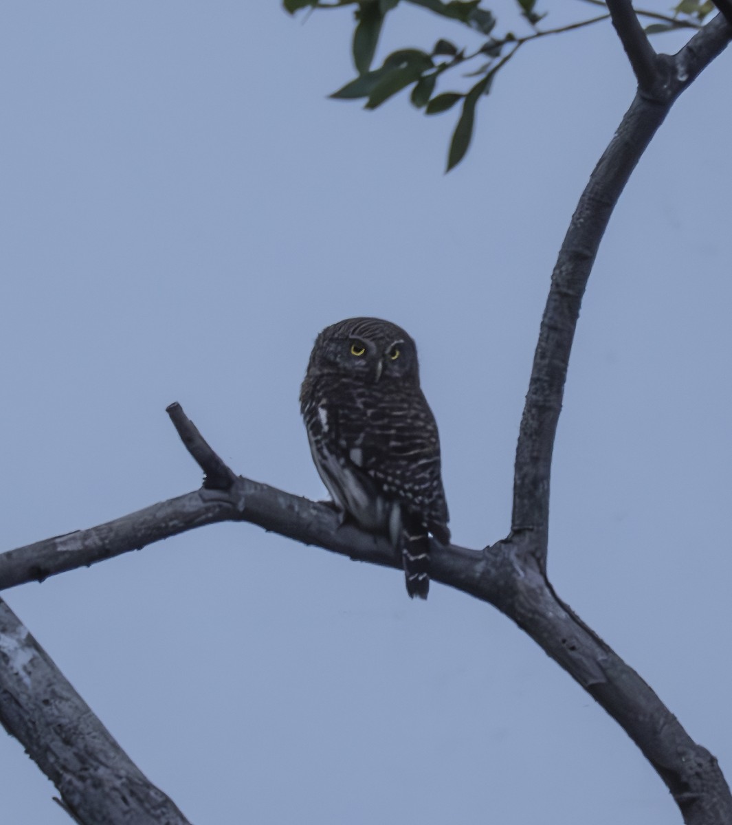 Asian Barred Owlet - ML565911401