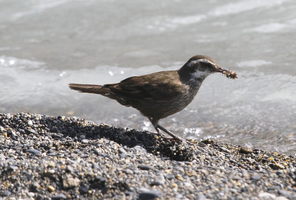 Dark-bellied Cinclodes - ML565911431