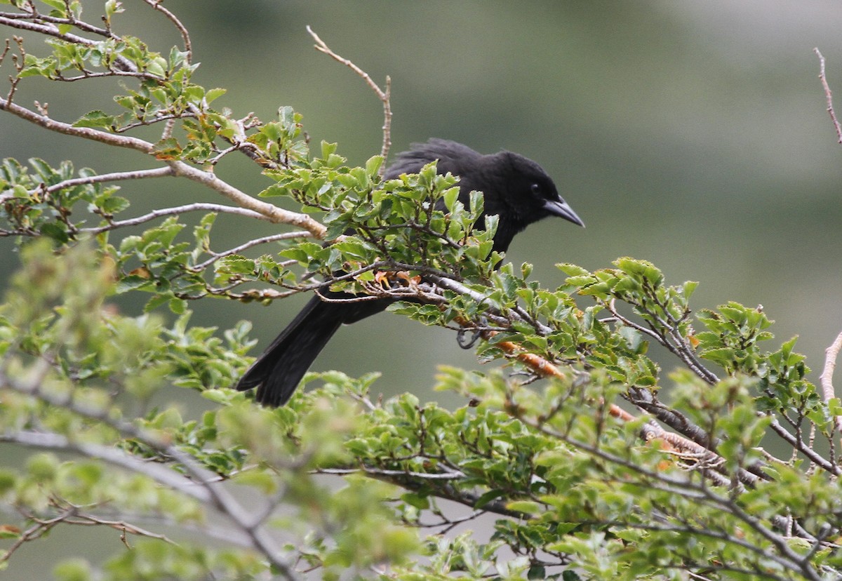 Austral Blackbird - ML565911591