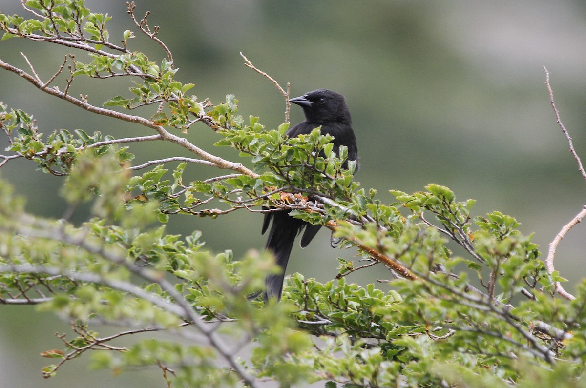 patagoniatrupial - ML565911601