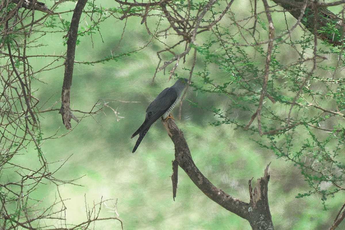 African Cuckoo - Paul Tavares