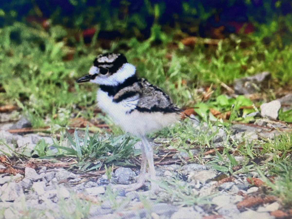 Killdeer - Tommie Rogers