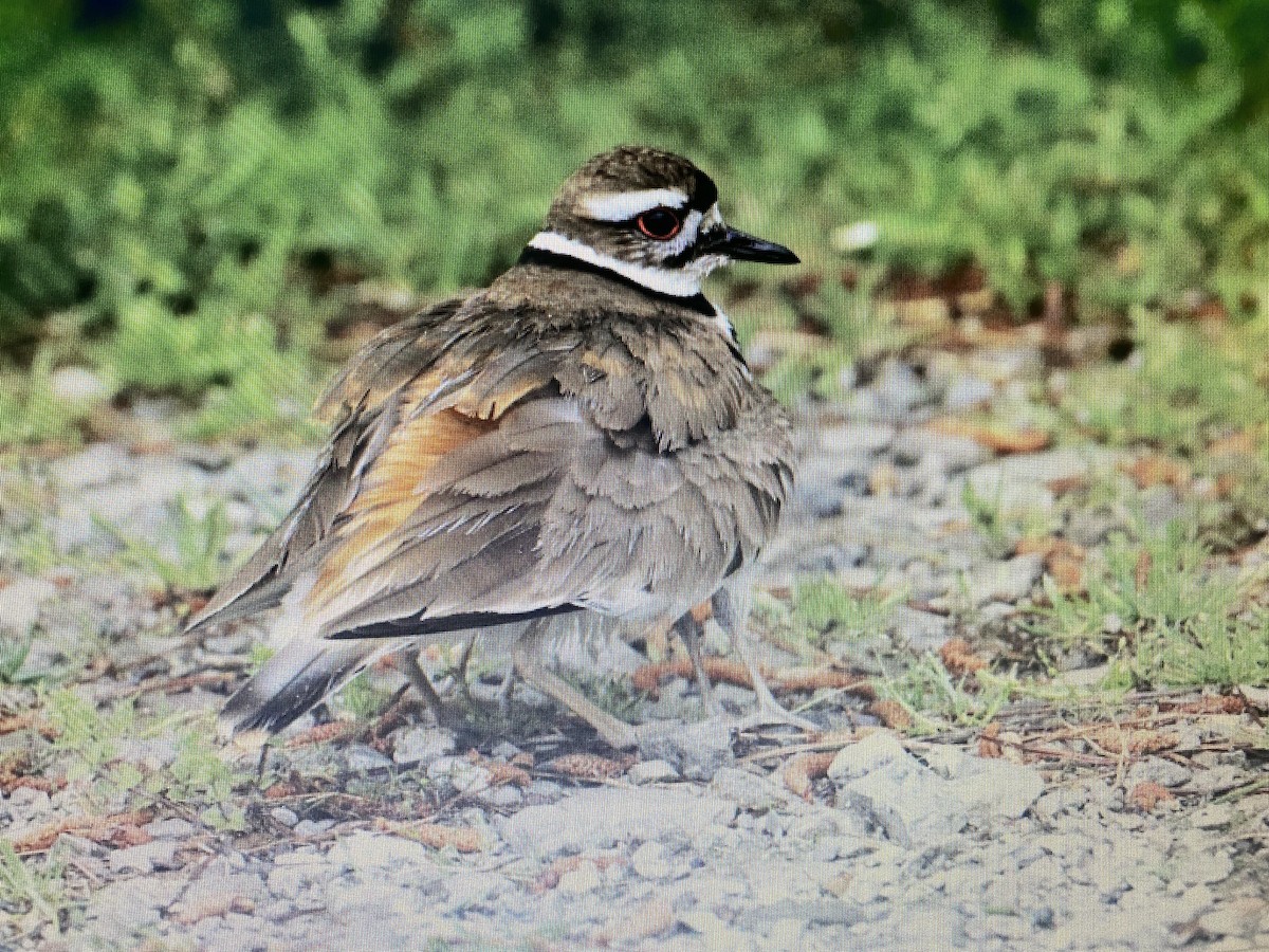 Killdeer - Tommie Rogers