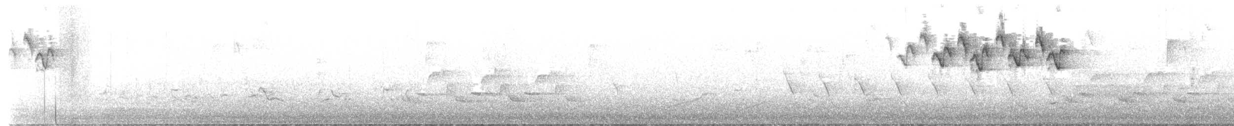 lesňáček černobílý - ML565912861