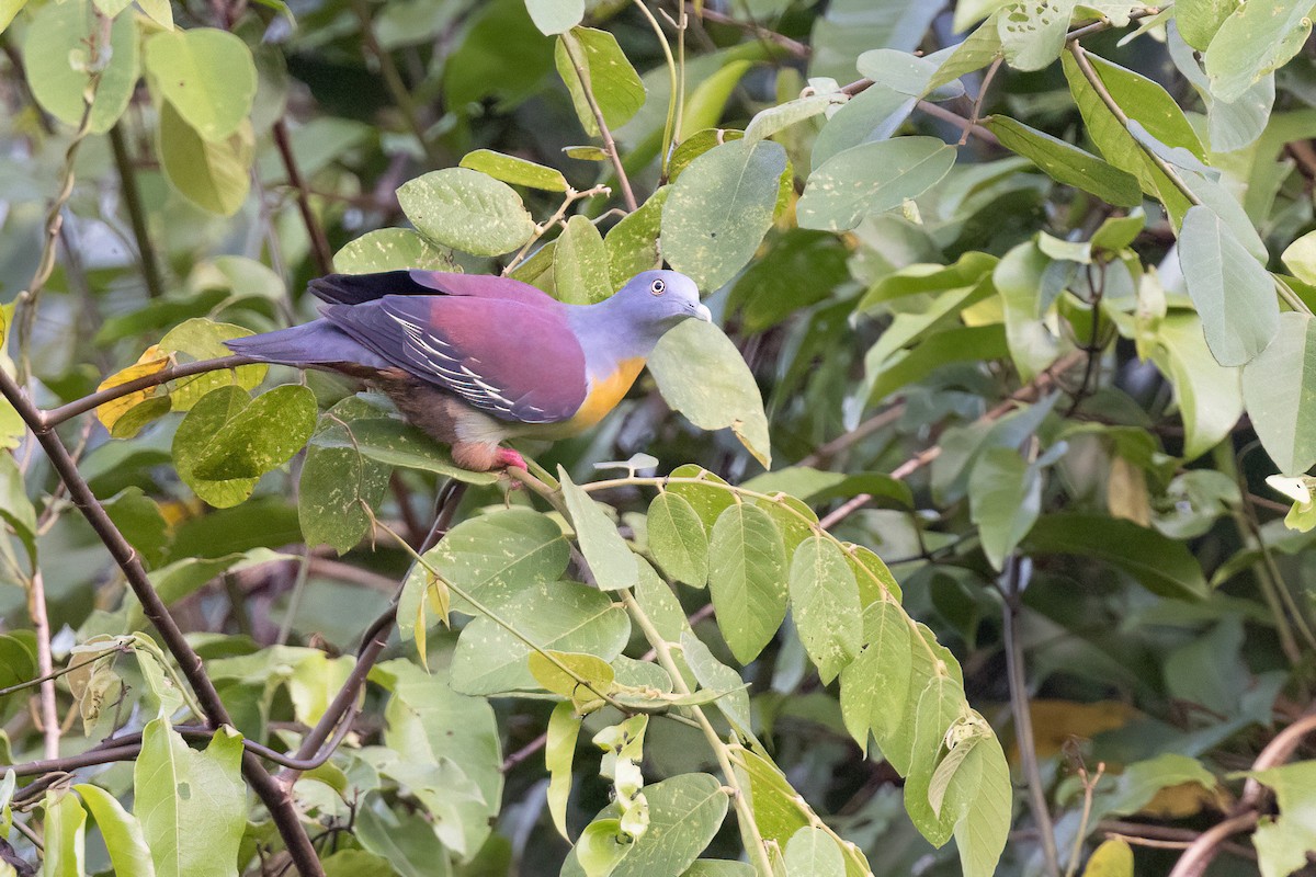 Little Green-Pigeon - Chris Venetz | Ornis Birding Expeditions