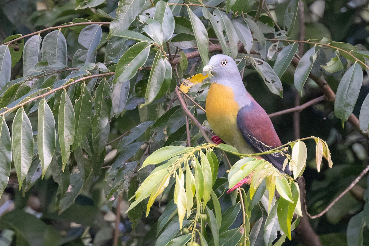 Little Green-Pigeon - Chris Venetz | Ornis Birding Expeditions