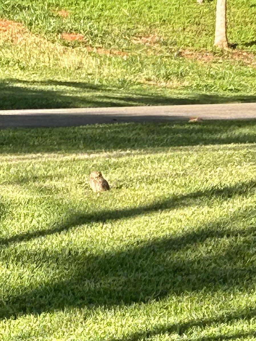 sýček králičí - ML565914441