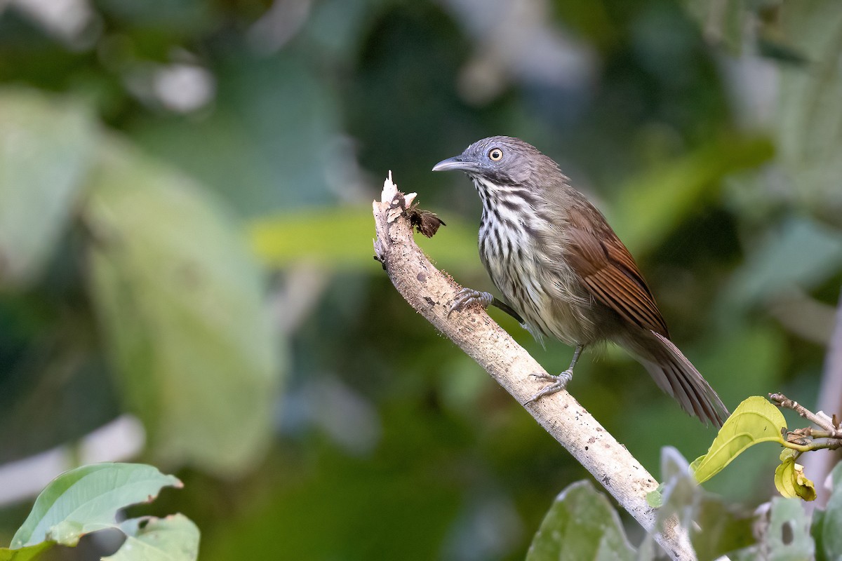 Bold-striped Tit-Babbler - Chris Venetz | Ornis Birding Expeditions