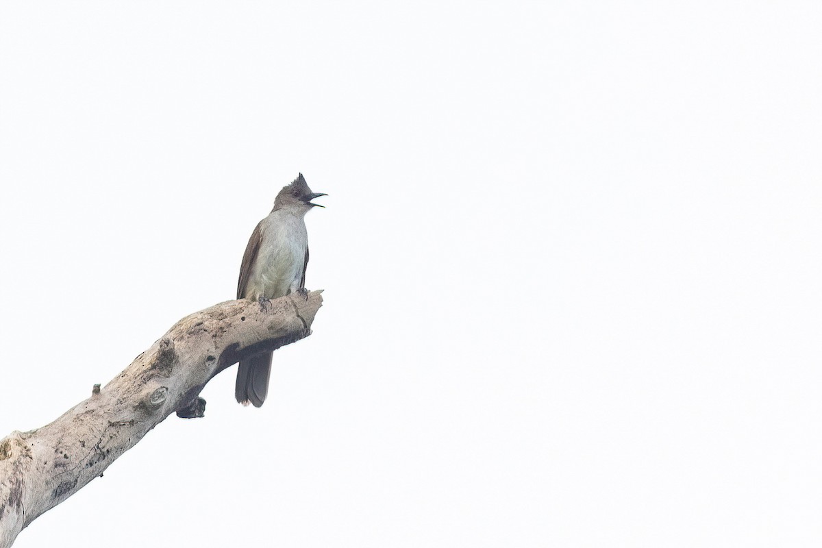 Puff-backed Bulbul - ML565914731