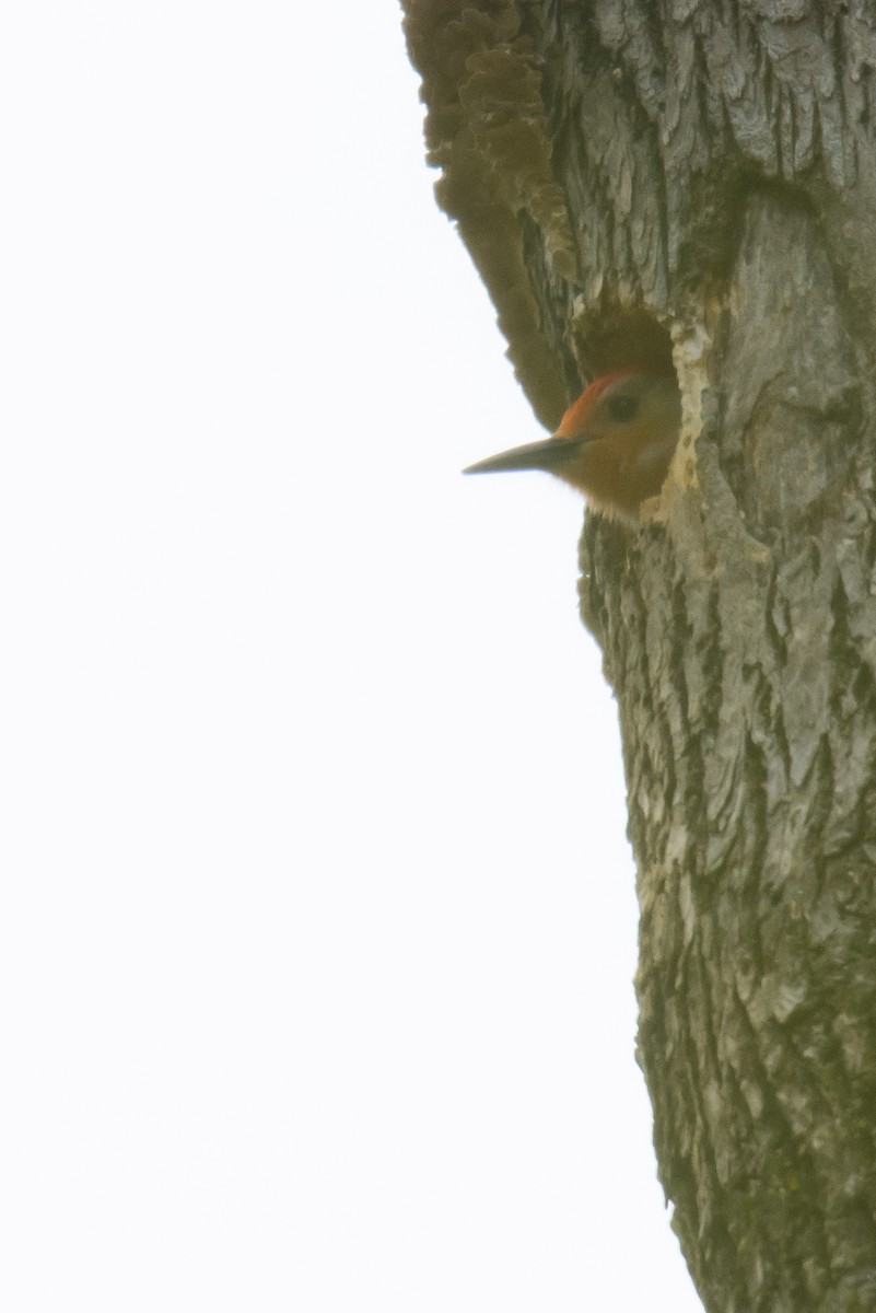 Red-bellied Woodpecker - Ulysse Brault-Champion