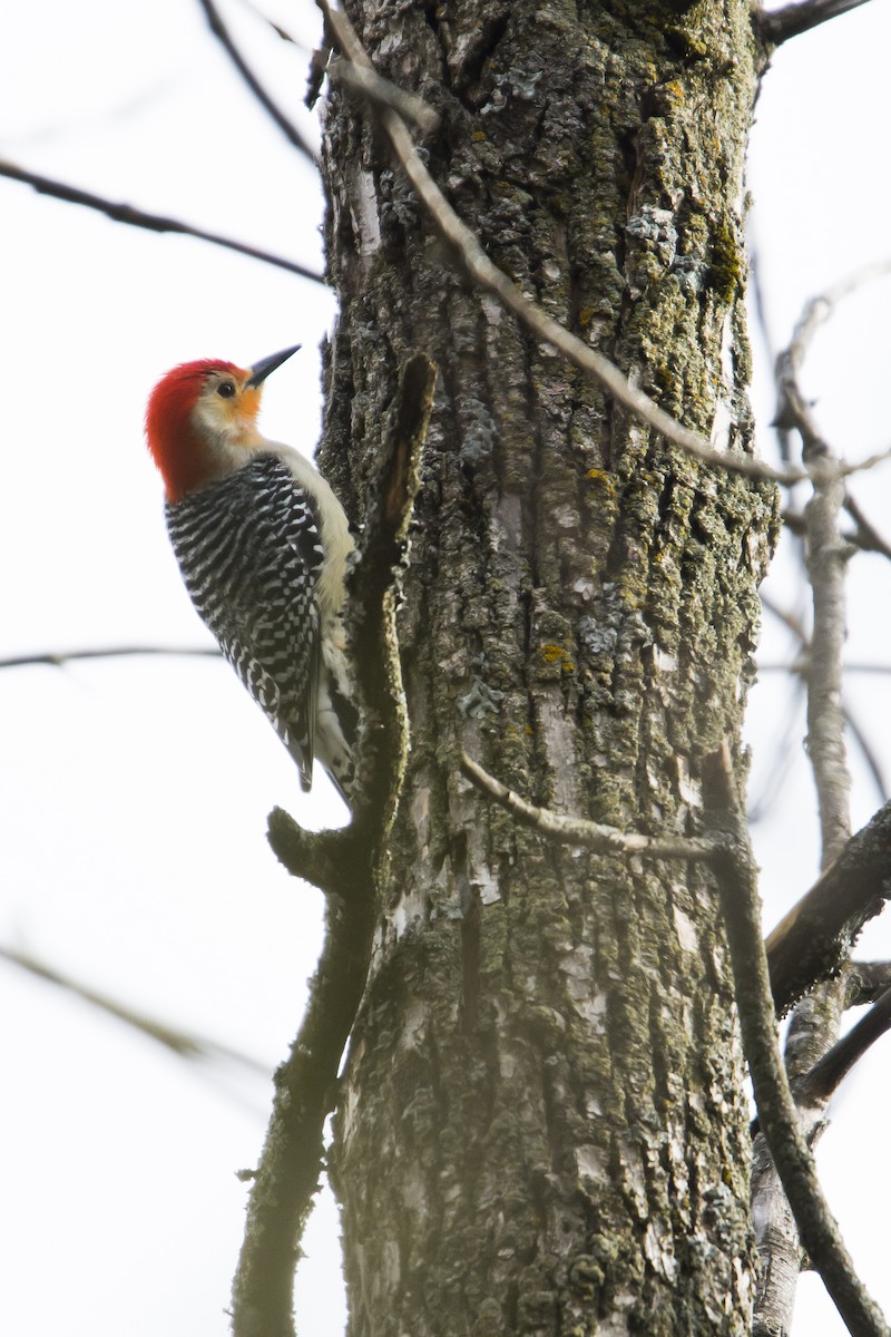 Red-bellied Woodpecker - ML565915311