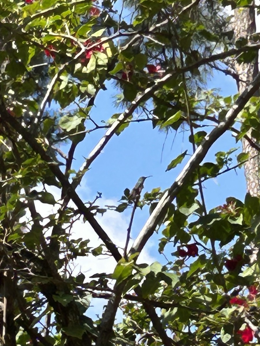 Swallow-tailed Hummingbird - ML565915321