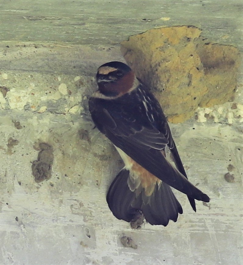 Cliff Swallow - Mike Riley