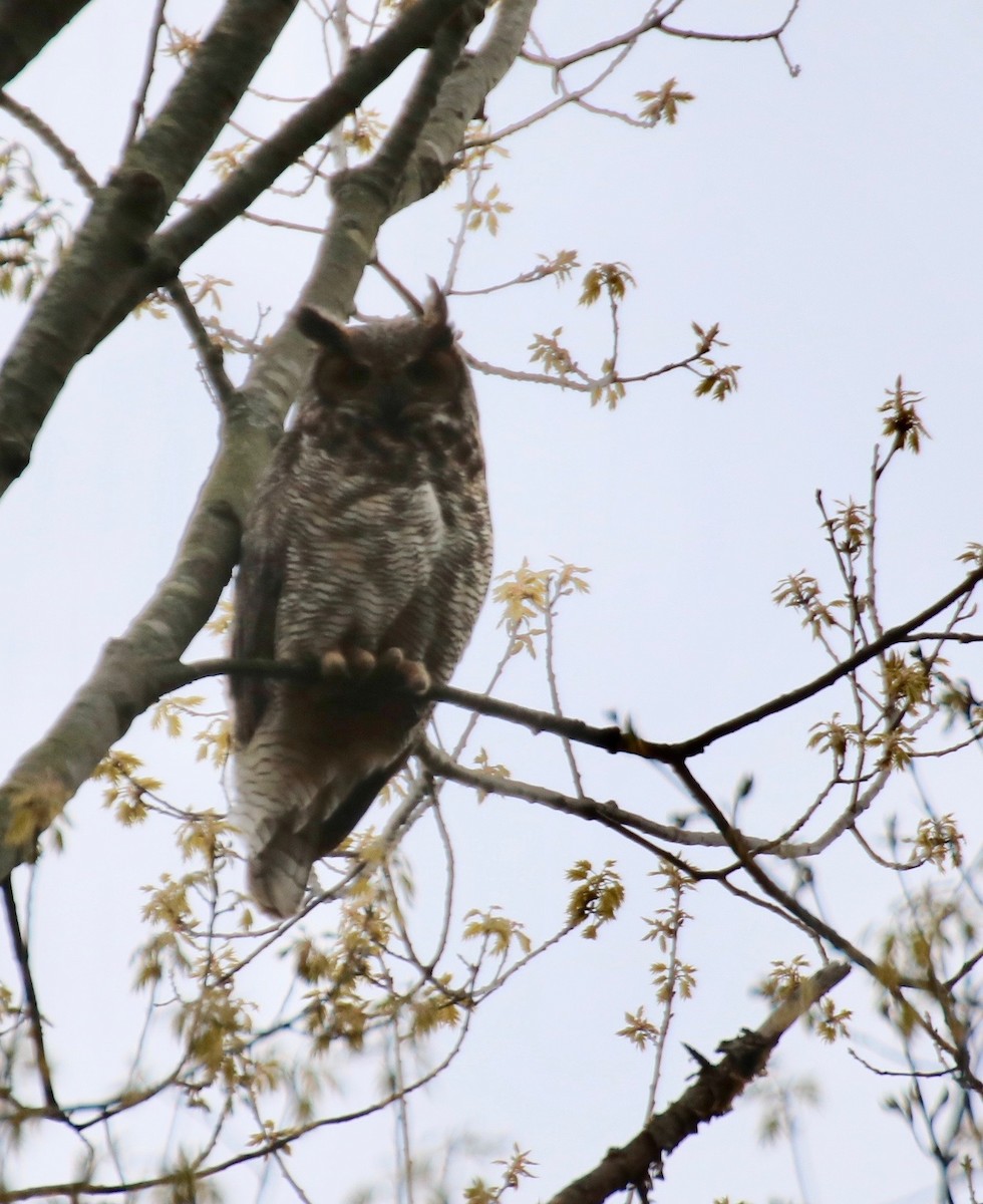 Great Horned Owl - ML565915961
