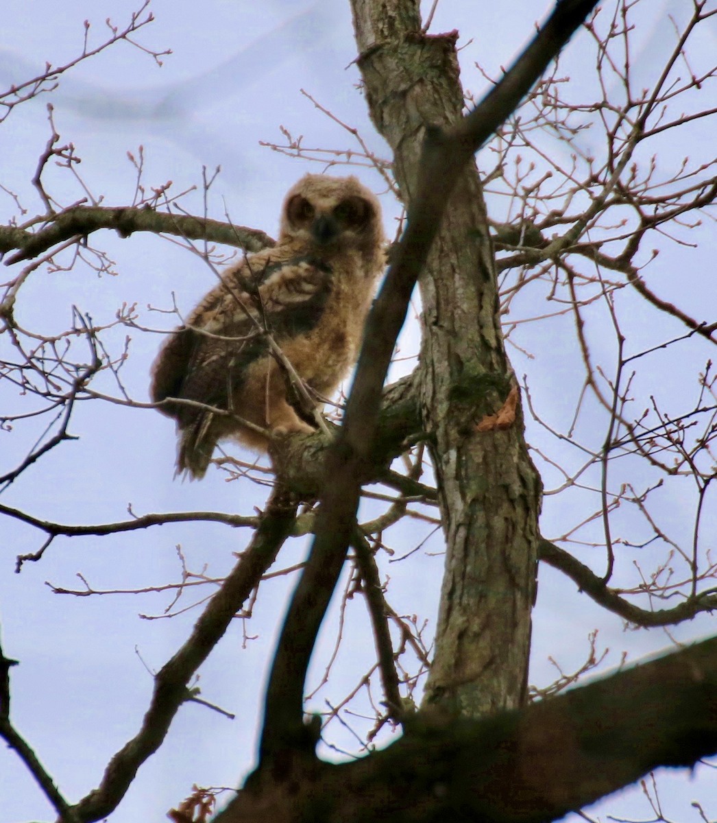 Great Horned Owl - ML565915971