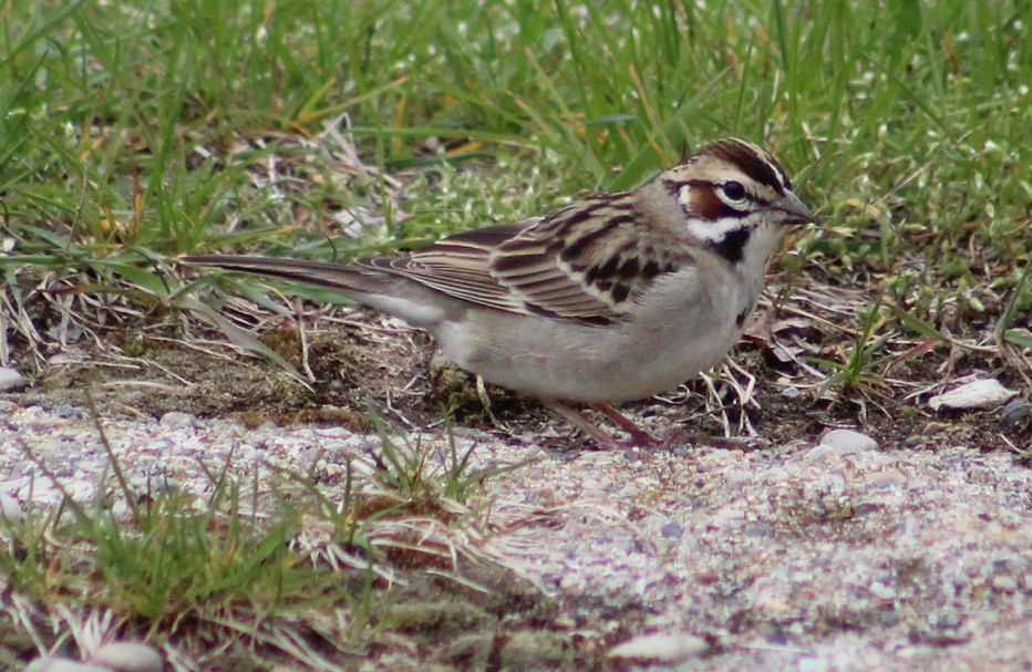 Lark Sparrow - Drew Goldberg