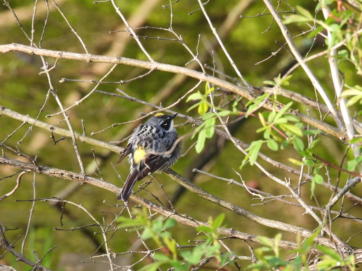 Yellow-rumped Warbler - ML565918341