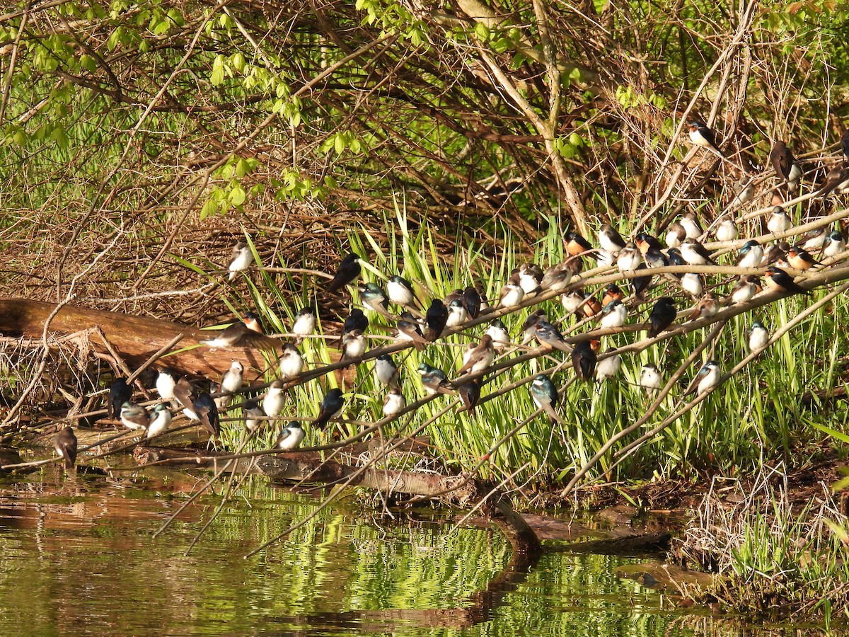 Tree Swallow - ML565918441