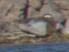 Garganey - ML565918851