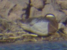 Garganey - ML565919021