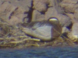 Garganey - ML565919031