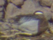 Garganey - ML565919311