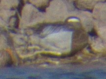 Garganey - ML565919491