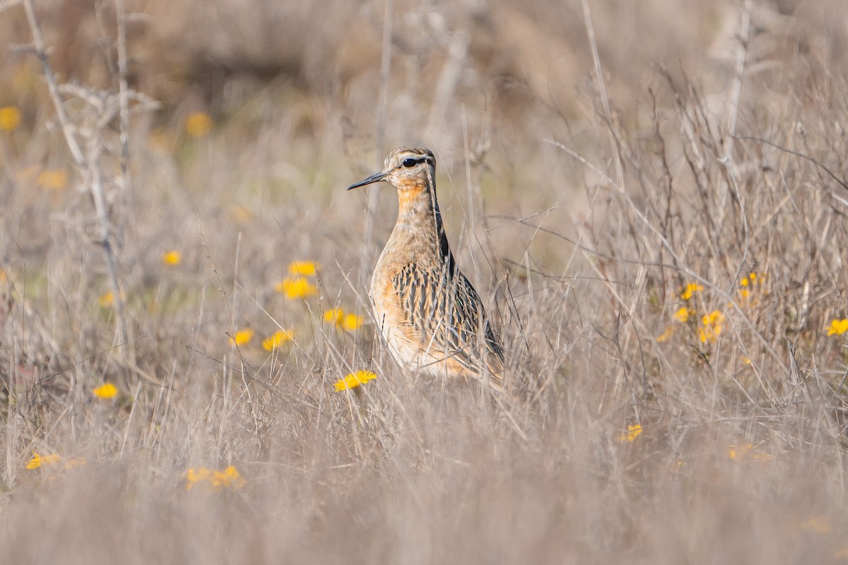 Tawny-throated Dotterel - ML565920561