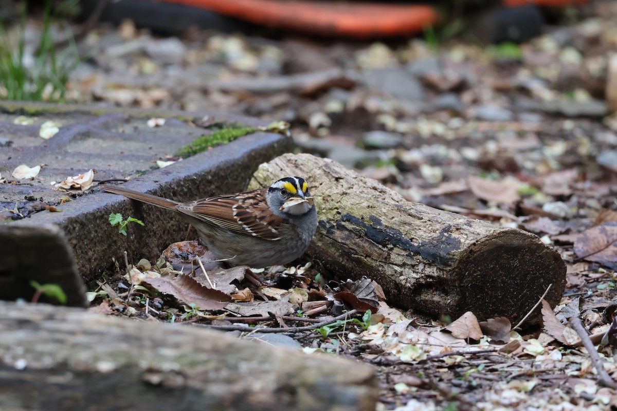 ノドジロシトド - ML565921121