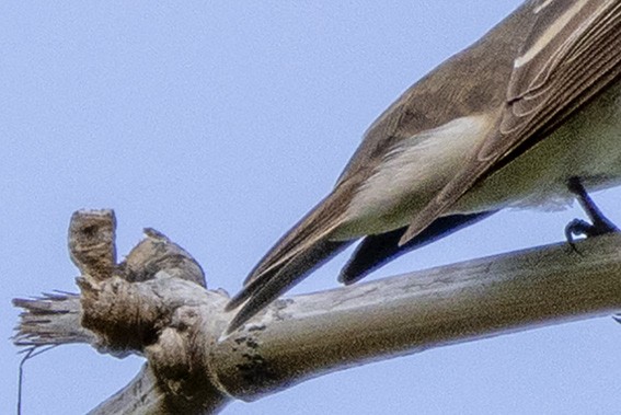 Dark-sided Flycatcher - ML565921521