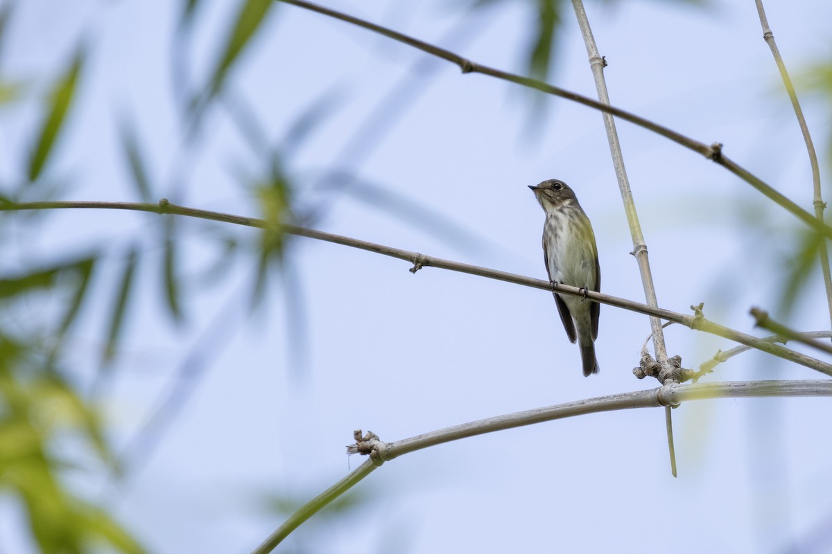 Dark-sided Flycatcher - ML565921531