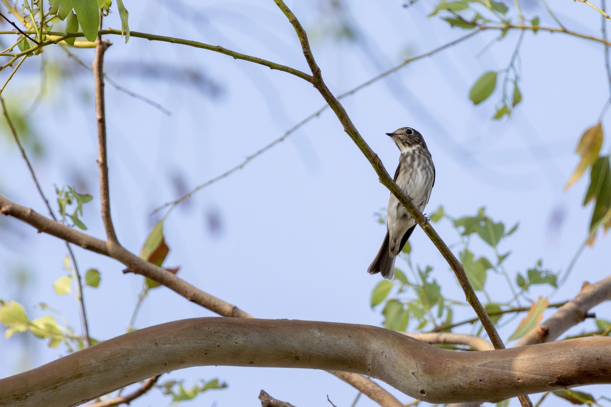 Dark-sided Flycatcher - ML565921551