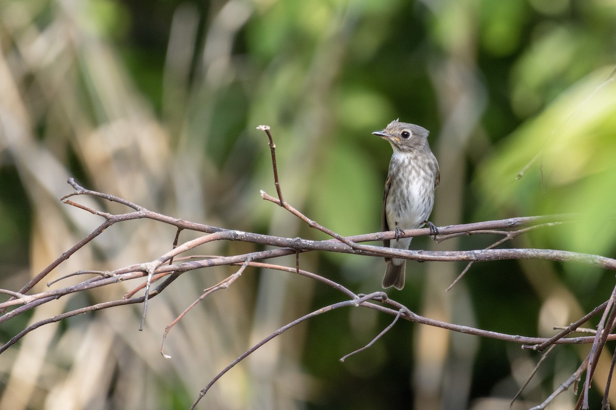 Papamoscas Siberiano - ML565921561