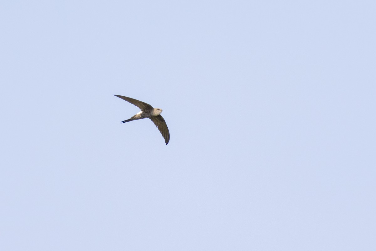 Pacific Swift - ML565921631