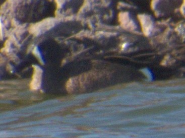 Blue-winged Teal - ML565921811