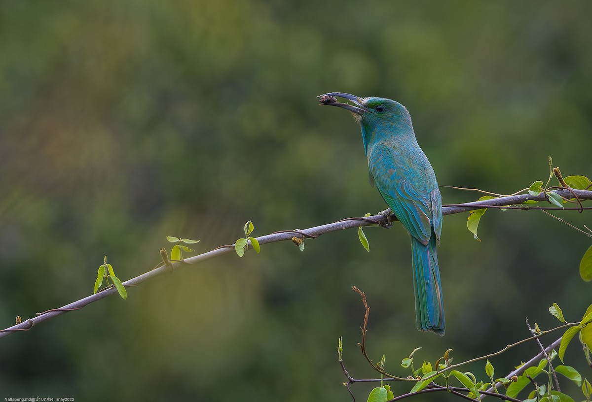 Blue-bearded Bee-eater - ML565922341
