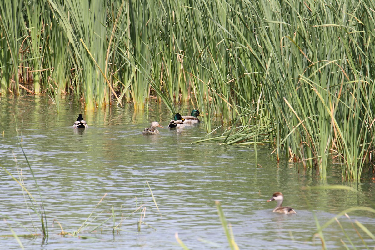 dabbling duck sp. - ML565922461