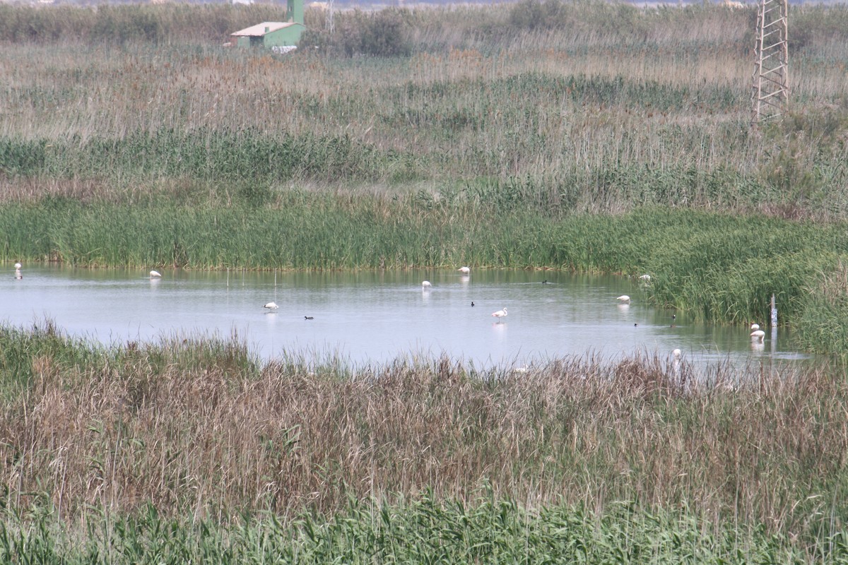 Greater Flamingo - ML565922551