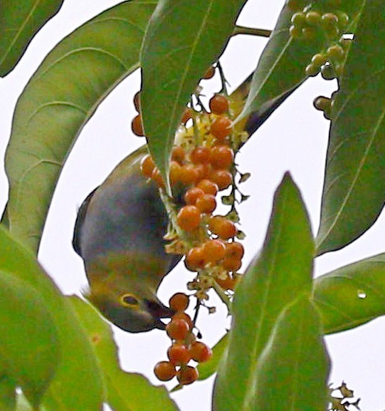 Long-tailed Silky-flycatcher - ML565922831