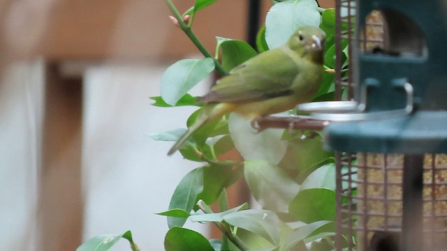 Painted Bunting - ML565923091