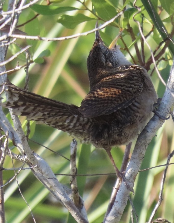 Zapata Wren - ML565923211