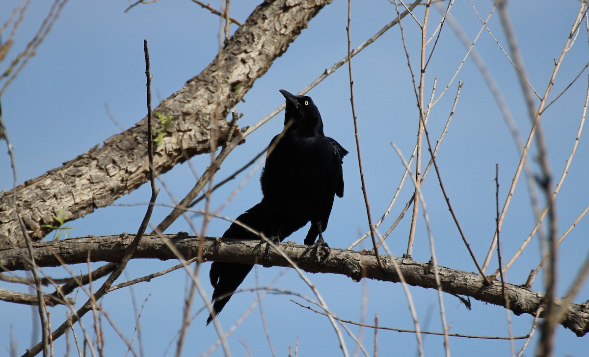 Great-tailed Grackle (Great-tailed) - ML565925131