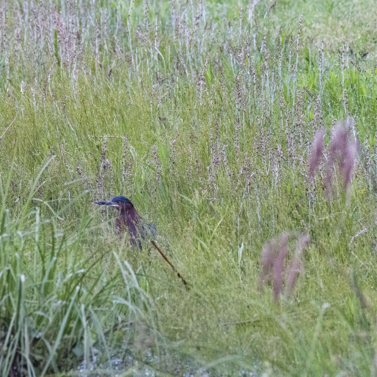 Green Heron - ML565925731