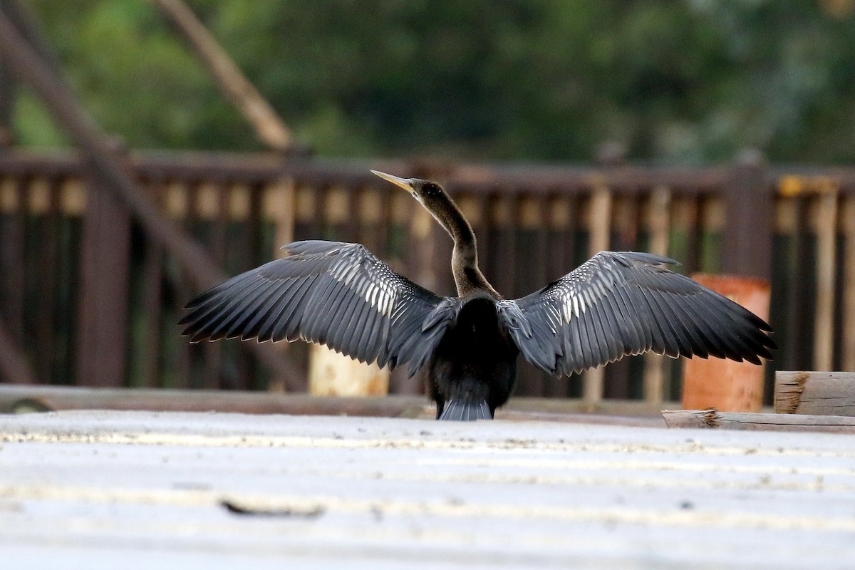 Anhinga d'Amérique - ML565925771