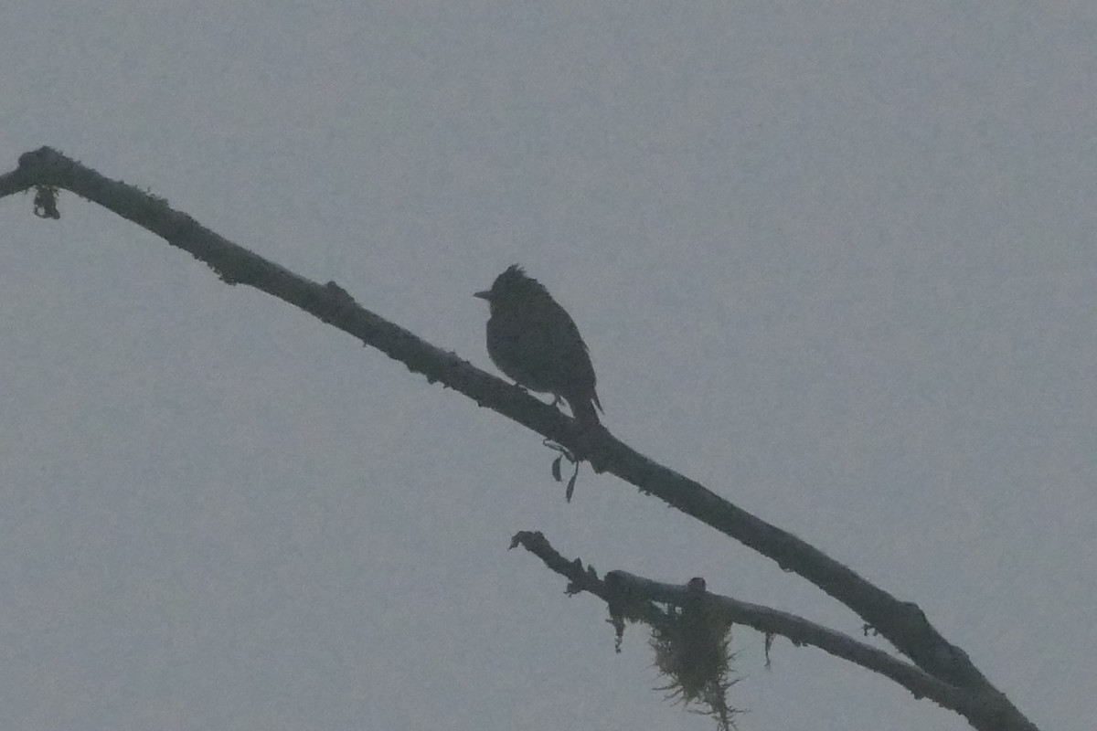 Smoke-colored Pewee - Peter Kaestner