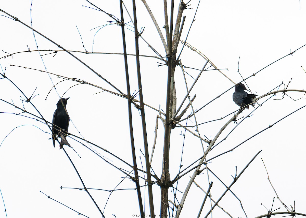 Square-tailed Drongo-Cuckoo - ML565926181